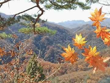 白宫内斗 稳定深度